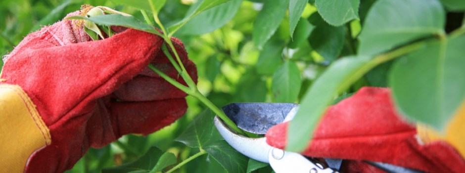 Giardinaggio-e-tipi-di-rose-1728x800_c.jpg